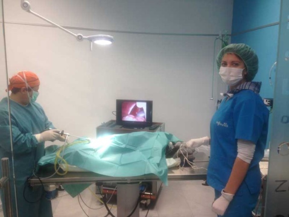 Laparoscopia Esterilización Canina