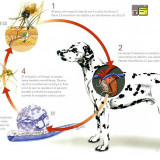 Campaña de vacunación de la Filariosis canina o Gusano del corazón