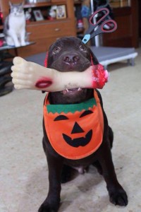 Disfraz Halloween Perro
