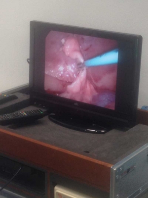 detalle laparoscopia vetfaunia                      